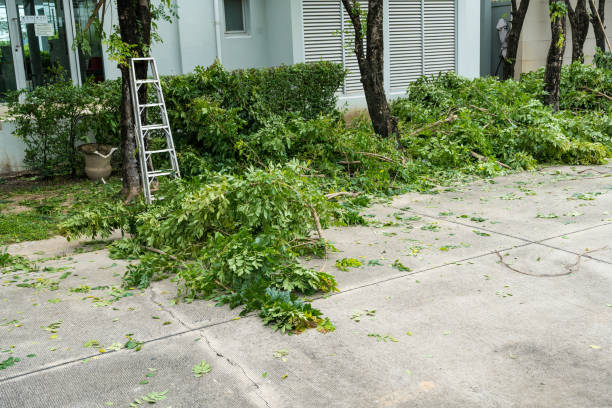 How Our Tree Care Process Works  in Val Verde, CA